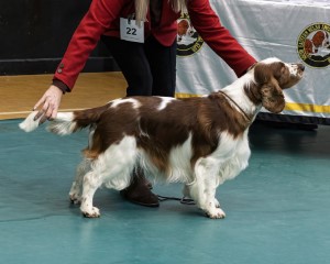 Special Open Dog or Bitch